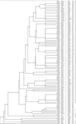 Multiple Locus Variable-Number Tandem-Repeat and Single-Nucleotide Polymorphism-Based Brucella Typing Reveals Multiple Lineages in Brucella melitensis Currently Endemic in China